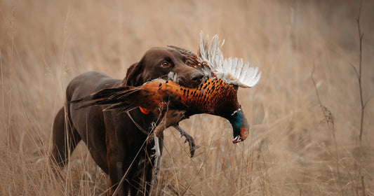 Fueling and Conditioning Your hunting dog for Peak Performance