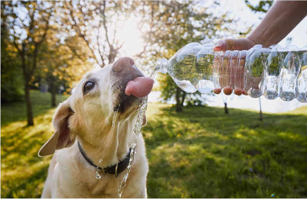 Heat Stress in canine athletes