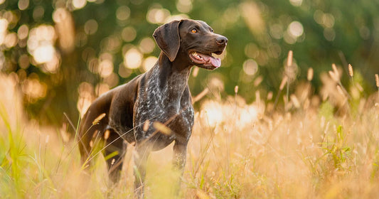 The Best hunting dog Breeds