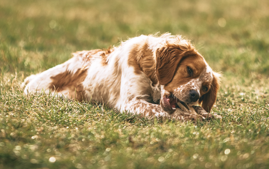 Food Allergies and Sensitivities in Dogs