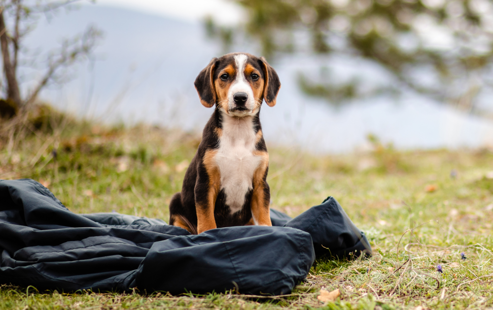 Puppy Basics