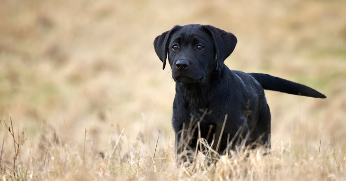 Your First Bird Hunting Season with a New Puppy