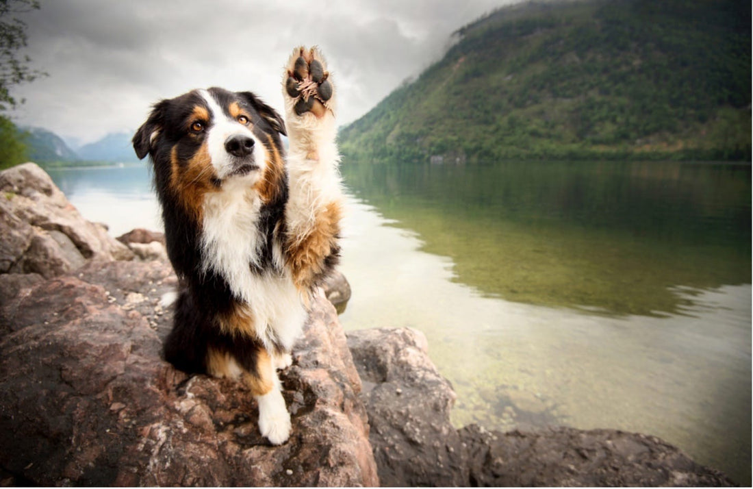 Healthy Paw Pads: Nutrition's Role in Canine Paw Care