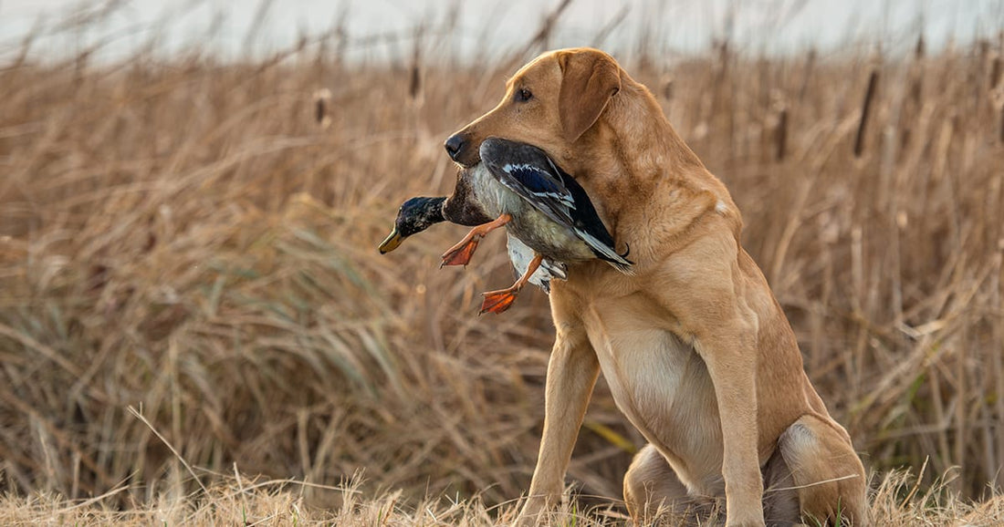 Preventing Hard Mouth and Bite Inhibition in bird dogs