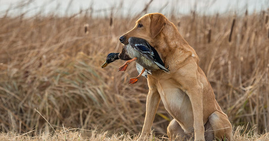 Preventing Hard Mouth and Bite Inhibition in bird dogs