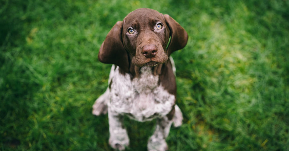 10 Puppy Training Tips for Raising a Pointing Dog