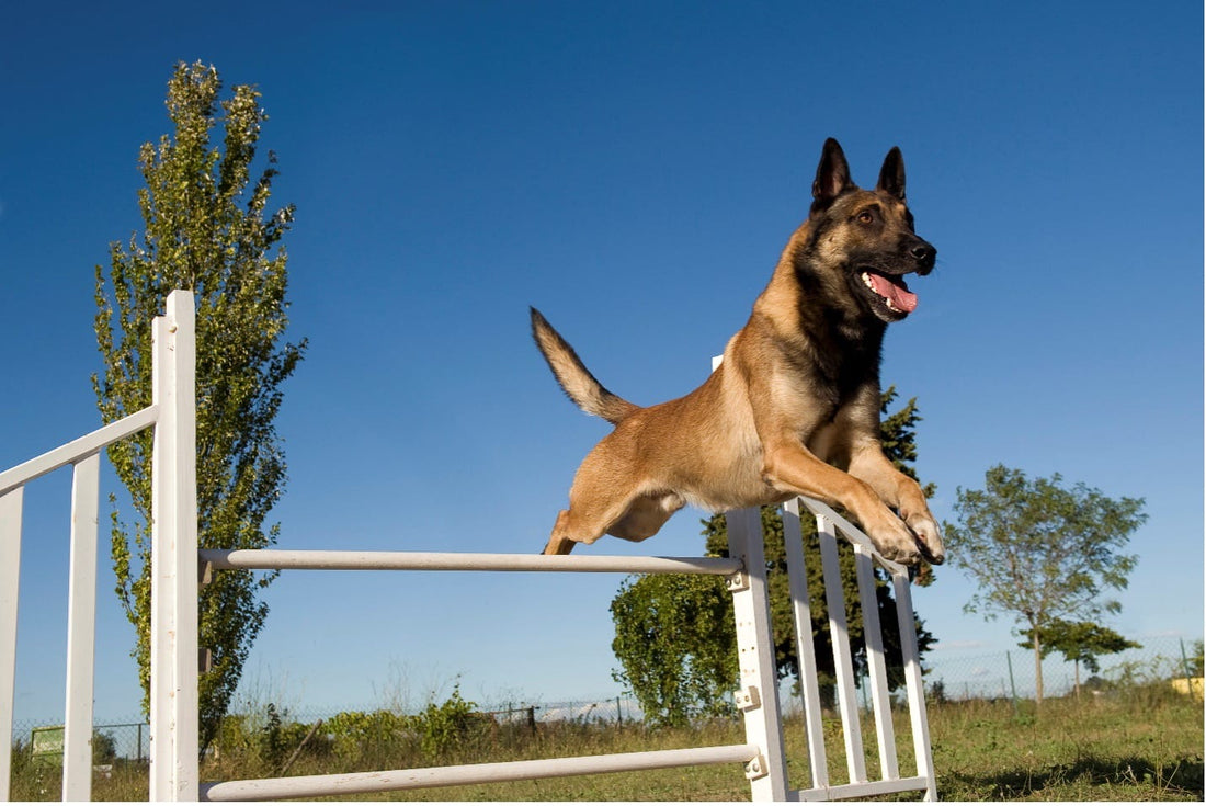 Conditioning canine athletes for Heat Tolerance